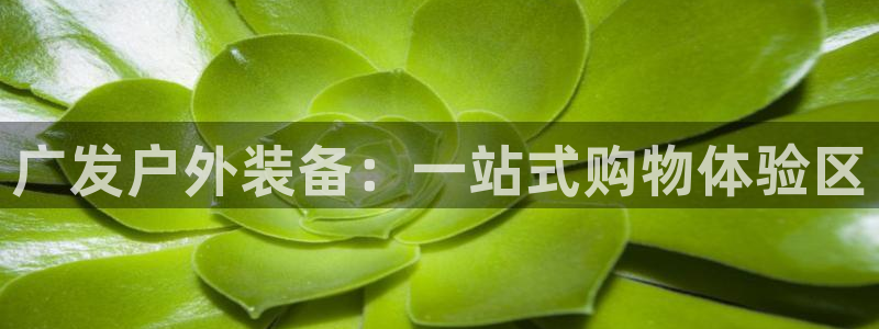 新宝gg在哪开户