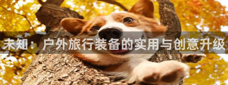 新宝gg公司