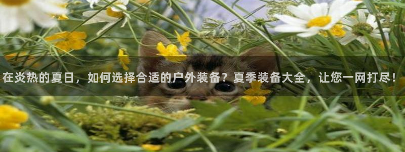 新宝gg-